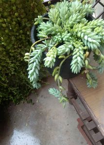 Donkey Tail Cutting