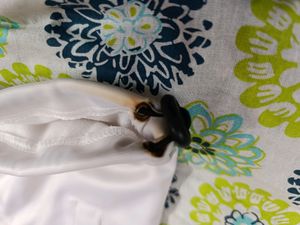 HPS Sports Track Suit White