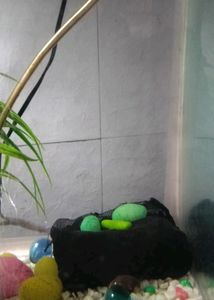 Big Size Aquarium