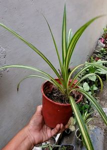 Set 2 Never..&amp; Pandanus veitchii Plant 🪴&amp; Pot