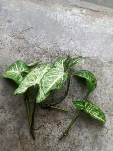 Arrowhead Plant Cuttings - Ready to Propagate