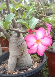 Adenium Arabicum Live Plant (Gc)