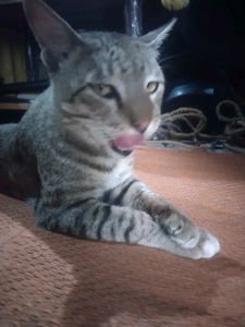 Home + Steet Cat ( Billa )