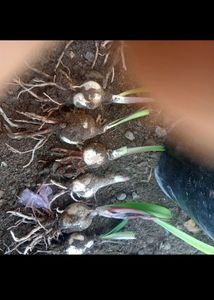5 Plant with Rooted