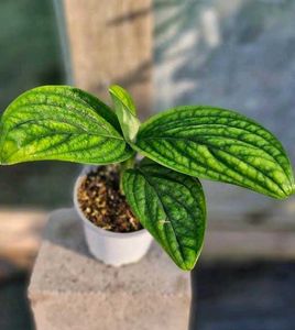RARE  Monstera PERU