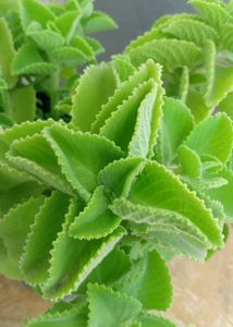 Two Varities Of Devil's Backbone &amp; Mexican Mint