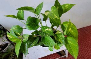 Set 2 Evergreen Money &amp; Arrowhead Plant &amp; Pot