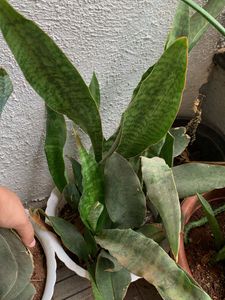 Sansevieria curly sister varity -Snake Plant