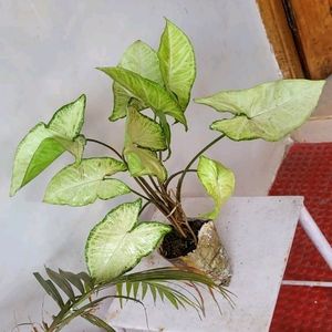 Ever Green 💚 Arrowhead Plant 🌵