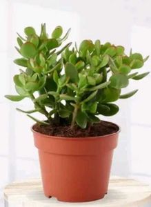 BUY ONE GET TWOJade / Dhankuber Live Plant