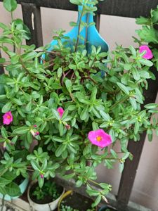 three plant pack