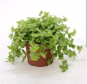 Live Turtle Vine Twigs (8-10)