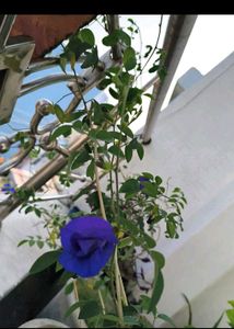 Aparajita Flower Plant seeds