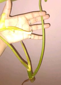 Rare Philodendron Florida ghost top Cutting