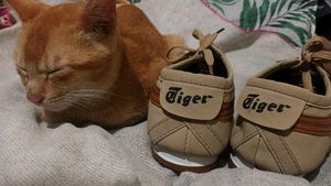 first copy of, onitsuka Tiger ,unisex