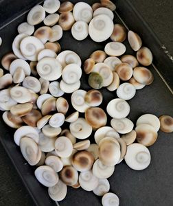 108 Natural Gomti Chakras (sacred operculum shells