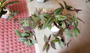 3 Set. Syngonium &amp; Callisia &amp; Zebronics Plants🪴