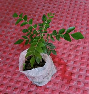 Pure Sent Curry Leaves Plant 🌵