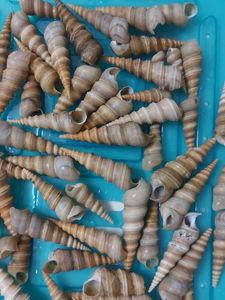 Cone Shell