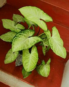 Plants Nephthytis (Syngonium)