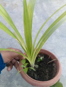 Combo Of Plant