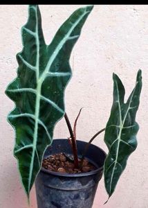 6 Caladium alocasia Plants combo