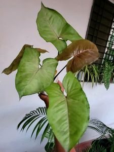 set 2 arrowhead vine &amp;  Spider plants 🪴