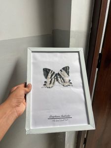 Graphium Androcles( The Giant Sword Tail)