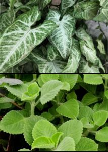 Seeds-Plant Combo