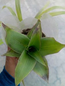Combo Of Plant
