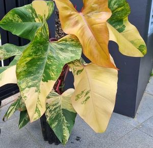 rare strawberry shake philodendron