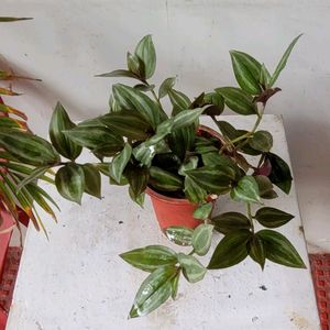 Tradescantia zebrina Plant 🌵 &amp; Pot