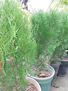 Morpankhi Plant .and Arica Palm
