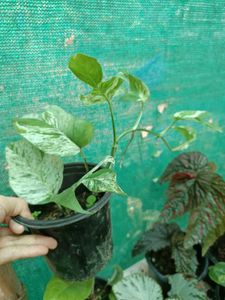 Plant Pinnatum Marble Pothos