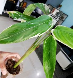 never-never &amp; Zebrina plant 🌱,Pack 2
