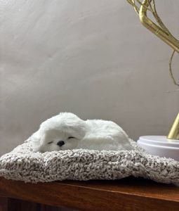 Brand New Adorable Sleeping Puppy Plush Toy