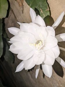 Rooted Brahmakamal plant