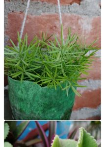 6 Plant Combo With Pot