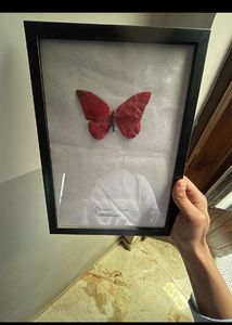 appias nero The Butterfly artifact