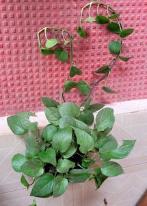 Evergreen Money Plant 🪴 &amp; pot