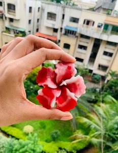 2 Hibiscus Flower Candle