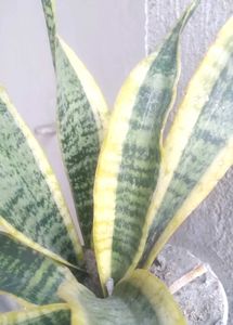 Real Snake Plant for Sale