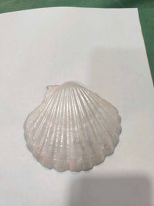 Lotus seashell trinket tray