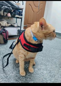 Cat Leash