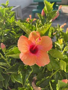4️⃣Hibiscus 🌺