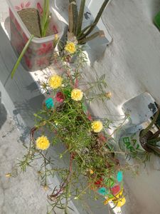 Vibrant Yellow Purslane Flowers