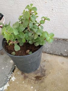 Jed plant ☘️☘️