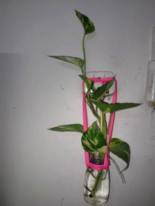 Combo Of money plant , Portulaca and nagdo