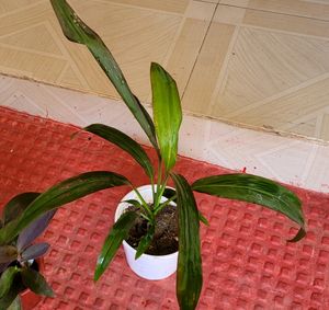 Pack 2 Dracaena Mahatma &amp; Heart Purple Plants&amp; Pot