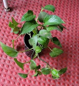 Evergreen Money Plant
